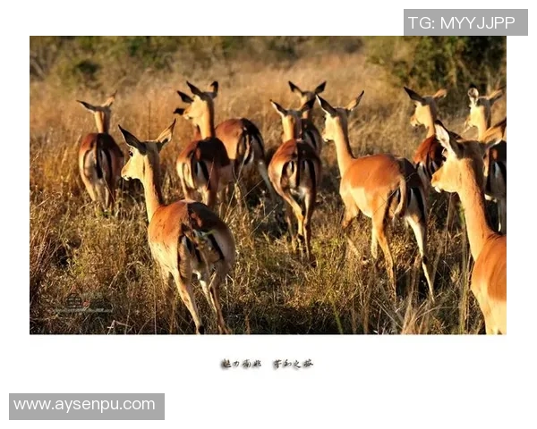 中国足球明星的魅力之旅：与世界足坛巨星的亲密接触与交流